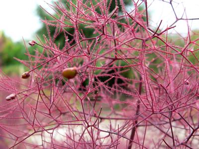 Cotinus coggygria - درخت پر